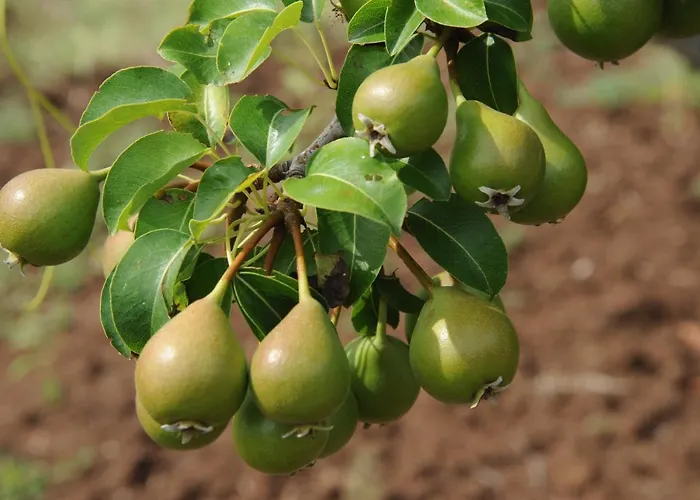 Maria Teresa Casa de Férias