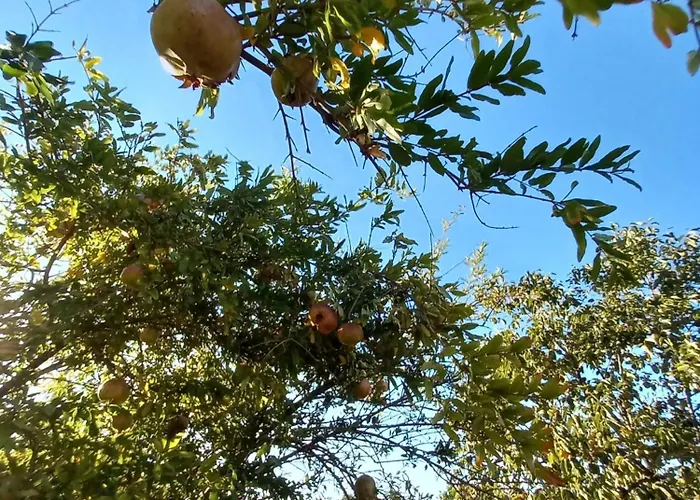 Casa de Férias Maria Teresa Capo Vaticano