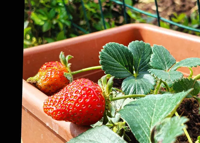 Maria Teresa Casa de Férias Capo Vaticano