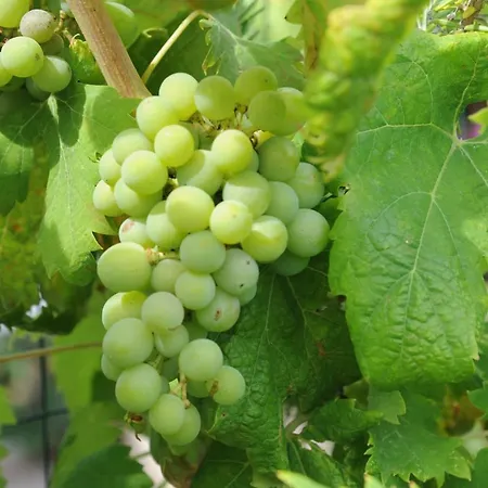 Maria Teresa Ferienhaus *