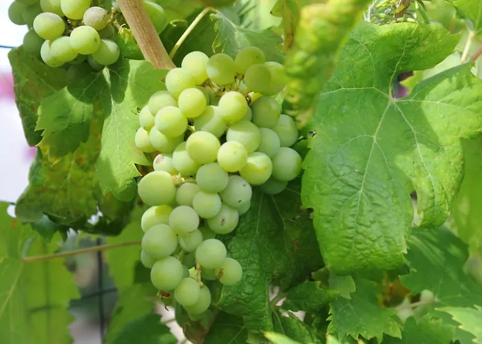 Maria Teresa Casa de Férias *